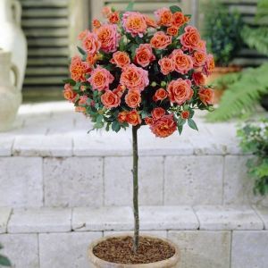 Standard Rose Orange 100/130 cm