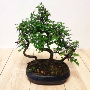 Bonsai Elm Tree Forest 25 cm pot