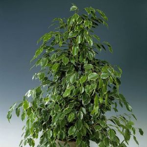 Ficus benjamina Golden King 27cm pot
