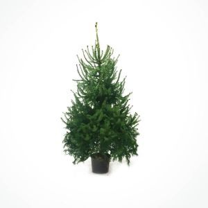 Serbian Spruce Picea omorika