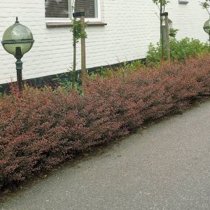 Berberis Rose Glow Hedge x 5 x 5