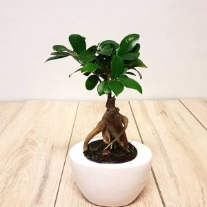 Ficus Retusa Ceramic pot