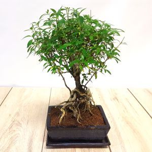 Bonsai Ilex exposed roots 20 cm pot