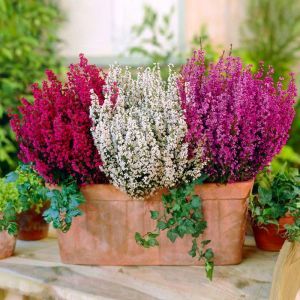 Erica carnea Coll. Pink/Red/White