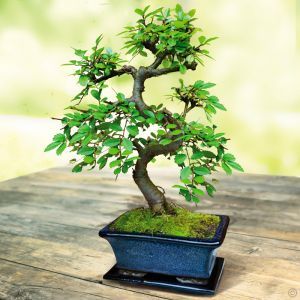 Bonsai Elm parvifolia S Style 7 yr