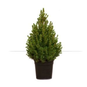 Christmas Tree Picea Conica