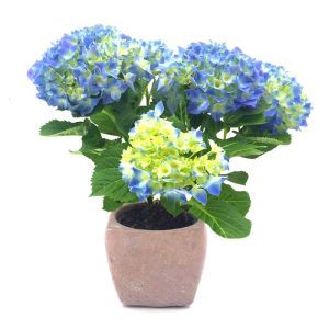 Hydrangea macrophylla Blue