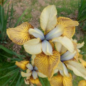 Iris sibirica Flying Fiddles