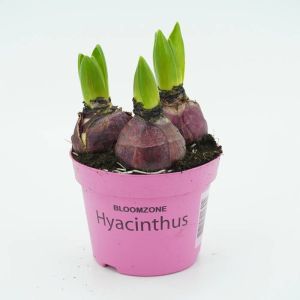 Hyacinth Pink in pot x 3