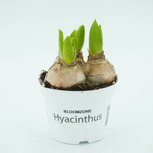 Hyacinth White in pot x 3
