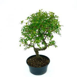 Bonsai Elm Tree S 15cm plastic pot