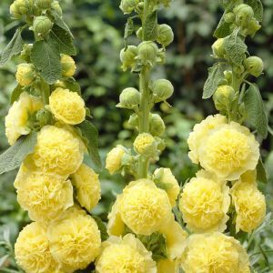 Alcea rosea double Yellow 11 cm