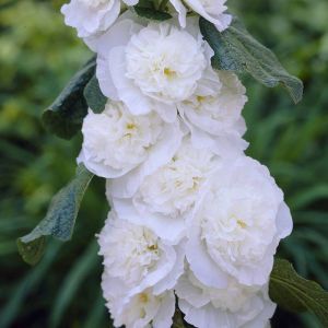Alcea rosea double White 11 cm