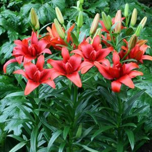 Lilium Double flowering Red Twin 12/14 x 3