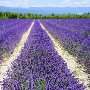 Lavender Hidcote Provence Pack