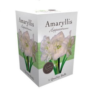 Amaryllis double white