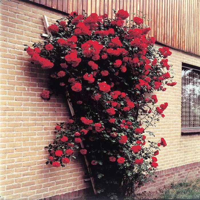 Пауль скарлет клайминг. Пауль скарлет клайминг. Пауль скарлет клайминг. Пауль скарлет клайминг. Пауль скарлет клайминг.