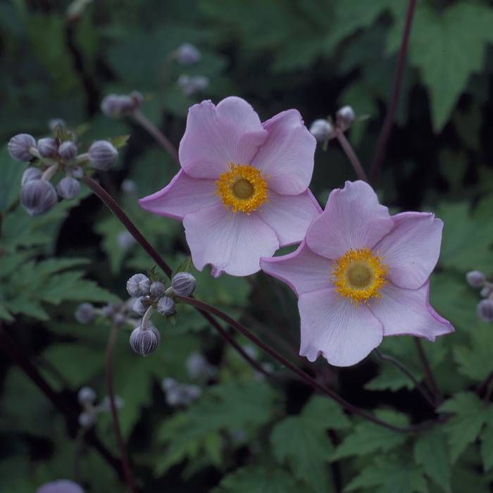 【A4サイズ額付】井上治OsamuInoue『Japanese Anemones A4サイズ額付】井上治OsamuInoue『Japanese Anemones