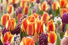 verwelkom de lente bloembollen tuin